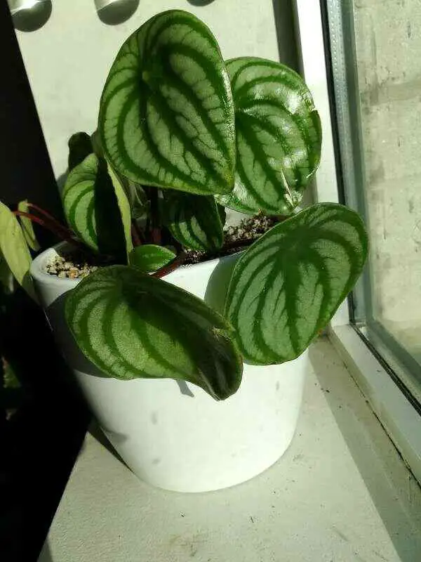 Peperomia argyreia with her big leaves in the white pot next to the window