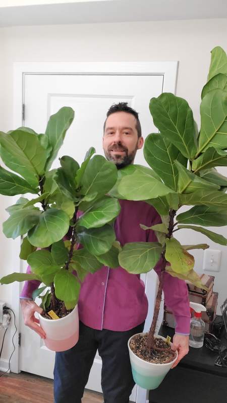 Mr. Houseplant is holding a couple of his Fiddle Leaf trees