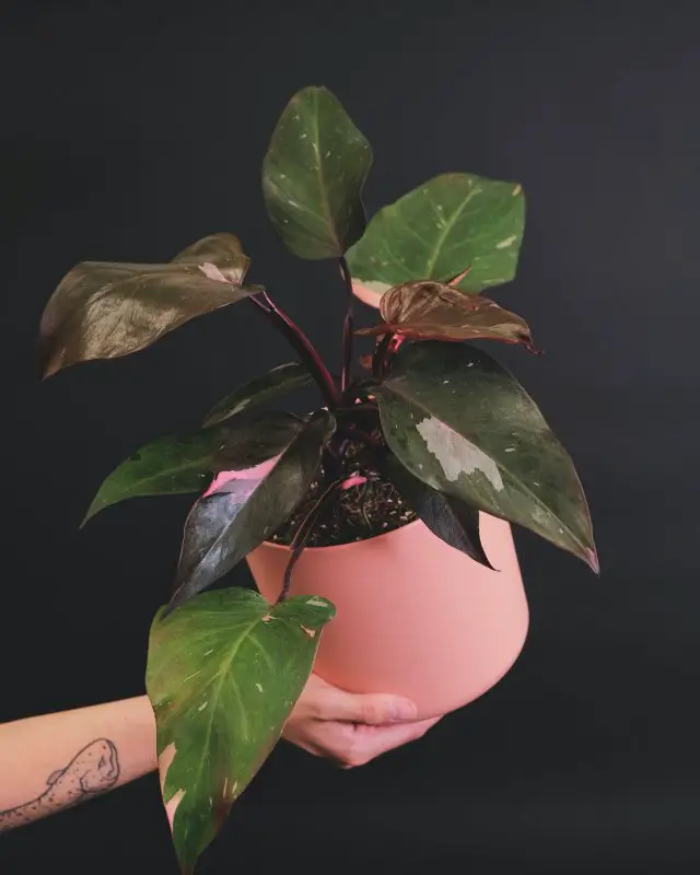 A plant in its pink pot that is held by the hand