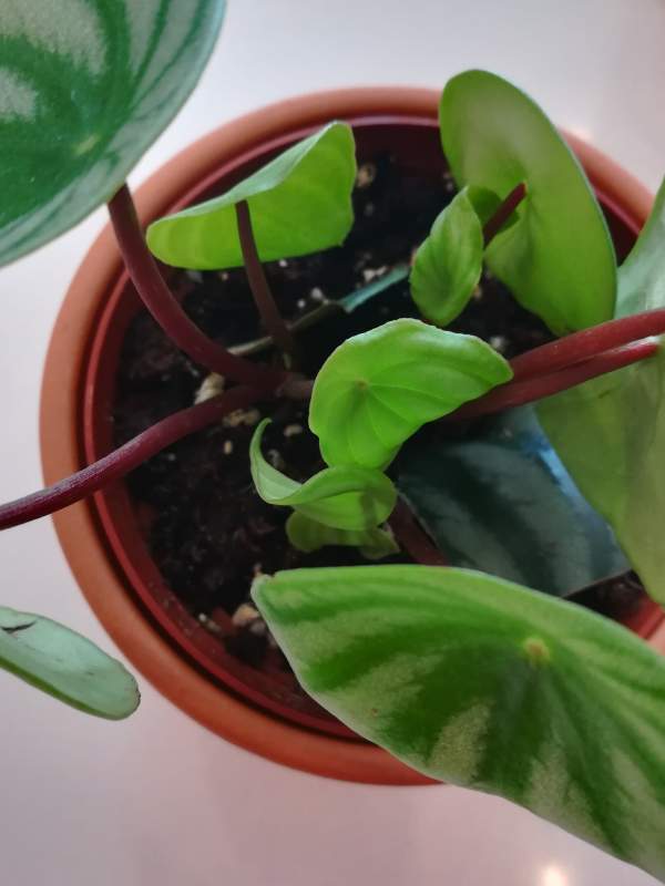A plant growing new leaves in a brown pot