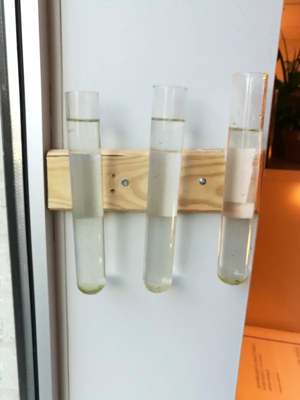 The three transparent vials filled with water used for stem cuttings in the water propagation method hanging on the wall