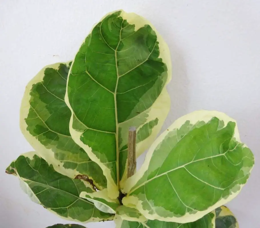 A plant with four green-yellow leaves and a stem in between the leaves