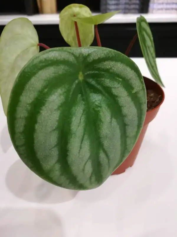 Watermelon Peperomia's leaf with dark green and light green patterns.