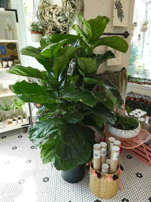 A lush Fiddle Leaf Fig plant in the pot with big dark green leaves