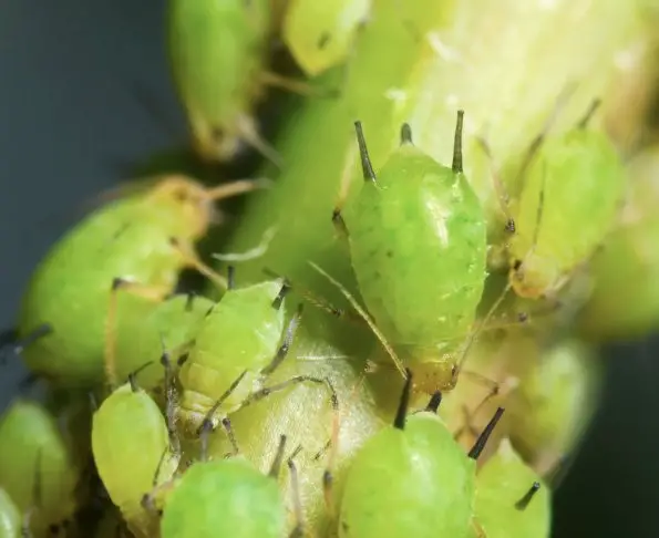 Light green aphids on a Philodendron Pink Princes plant
