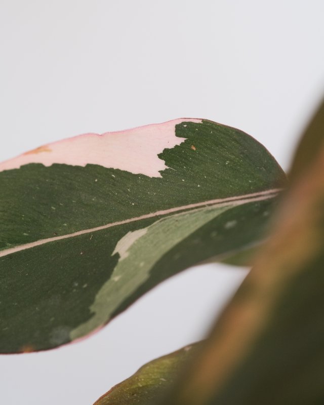 A big pink-green variegated leaf on the plant