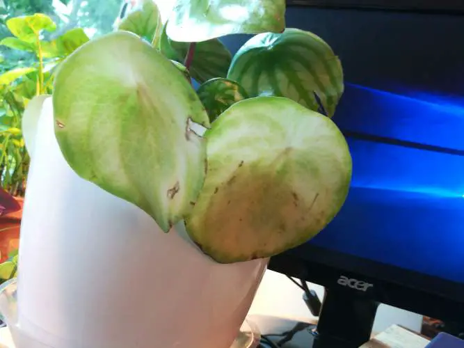 Bleached leaves on a plant in the white pot as a result of a too much direct sun