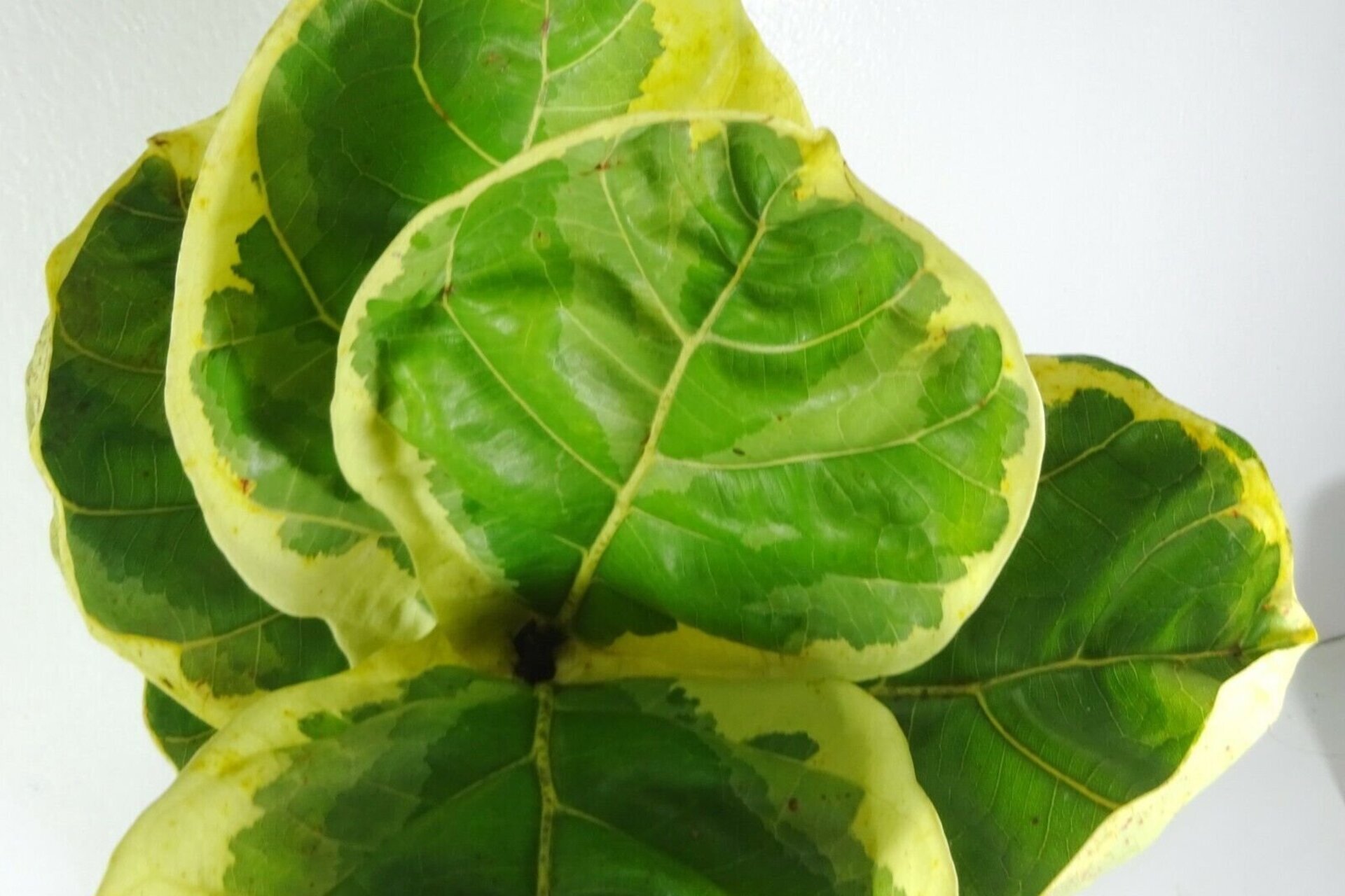 Variegated Fiddle Leaf Fig with Five large green-yellow leaves that are open