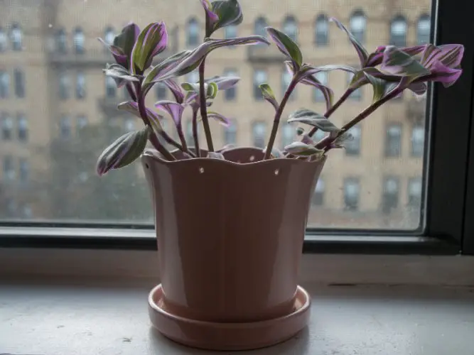 A Tradescantia plant with purple-green leaves in the pot by the window
