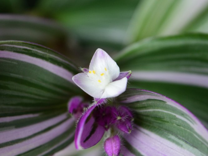 White and purple flowers open among green-purple leaves