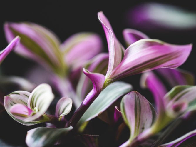 Leaves in pink-purple-green color