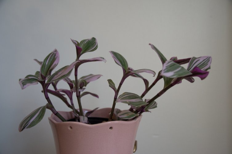Tradescantia Nanouk in a light pink pot with green-purple leaves in front of the white wall