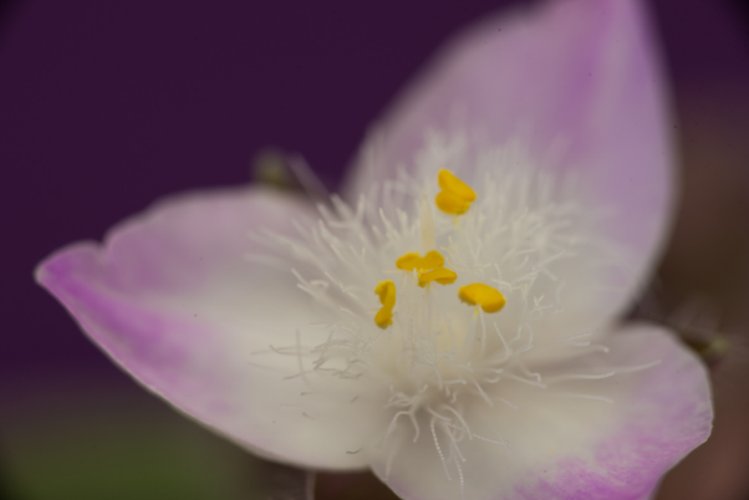 Open white-purple flowers showing yellow pollen
