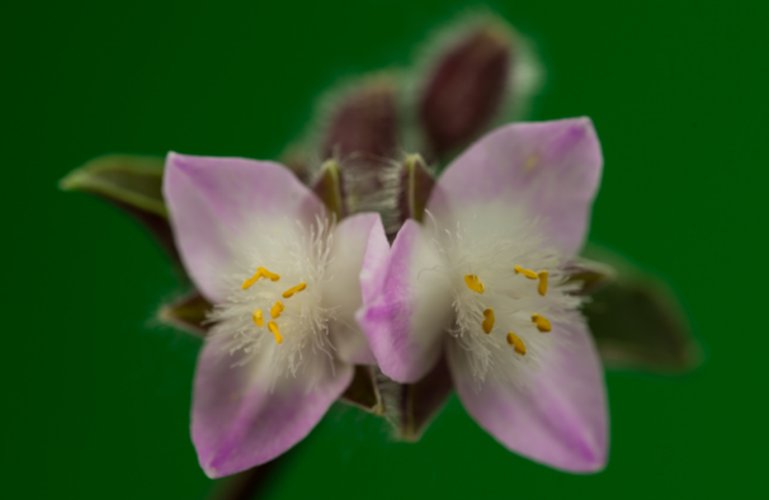 Open pink and white flowers on a green background showing yellow pollen