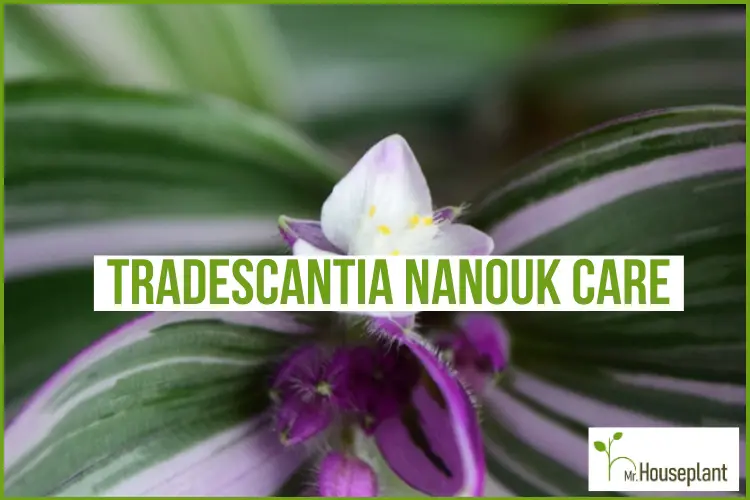 featured-Tradescantia Nanouk