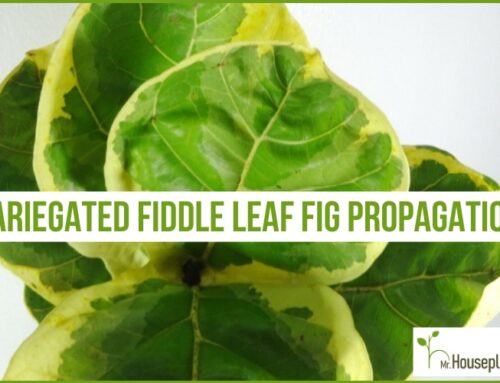 Variegated Fiddle Leaf Fig Propagation (EVERYTHING You Need to Know)
