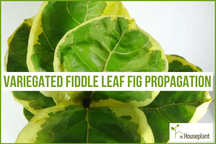 featured-Variegated Fiddle Leaf Fig Propagation