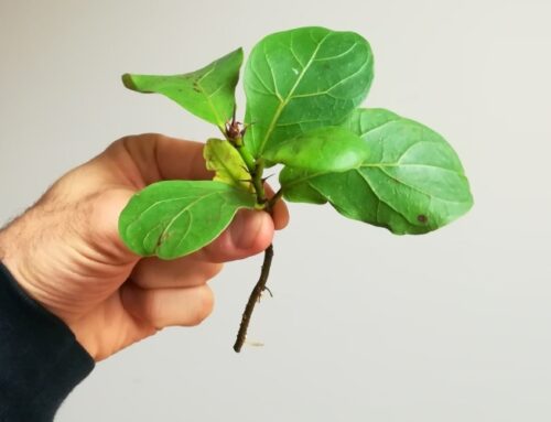 Fiddle Leaf Fig Propagation (The MOST COMPLETE Guide)