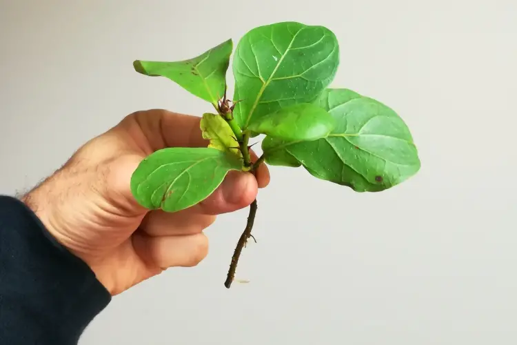 featured-fiddle leaf fig propagation