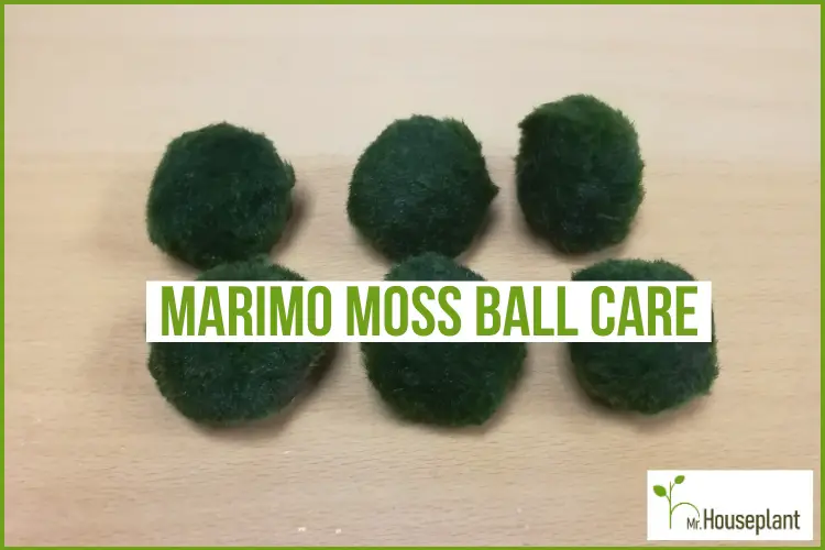 Marimo Moss Ball Live 