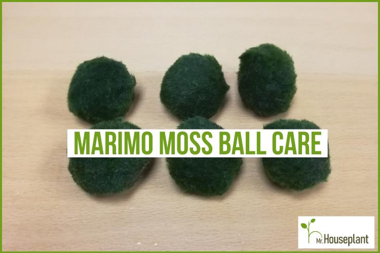 Marimo Moss Ball - Care Guide – Aquatic Arts