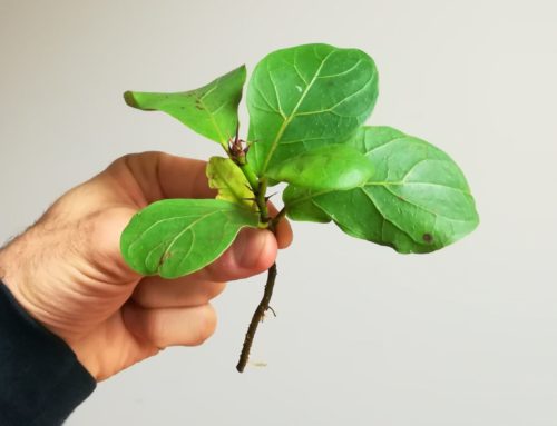 Fiddle Leaf Fig Propagation (The MOST COMPLETE Guide)