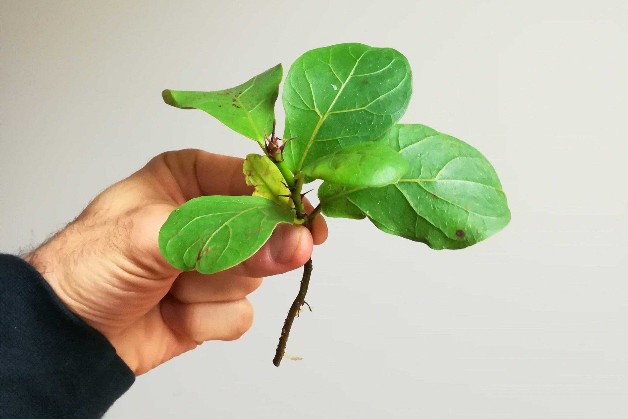 The hand is holding a Fiddle Leaf Fig cutting with four green leaves