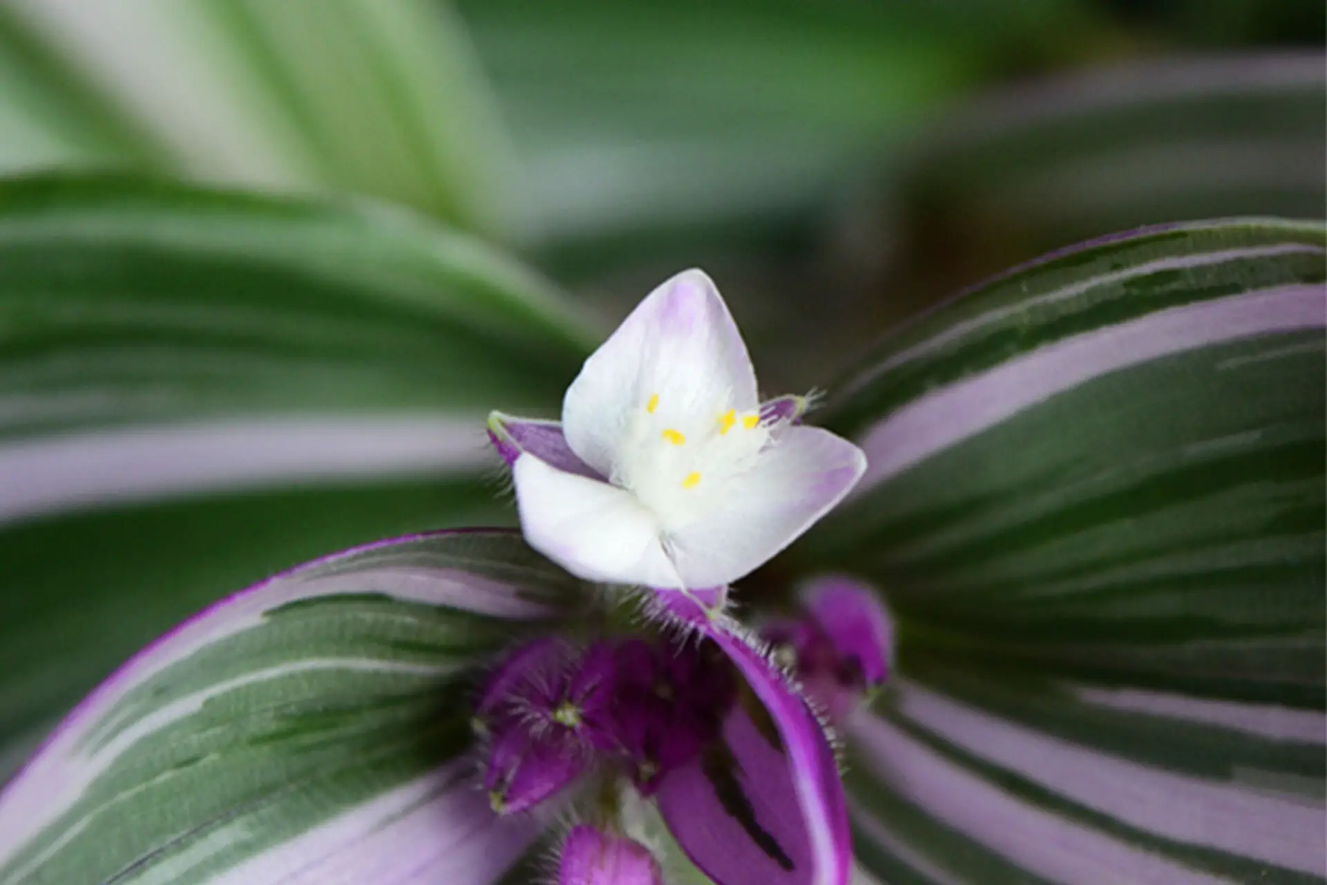 Tradescantia Nanouk with open white and purple flowers and green and pink leaves show yellow pollen