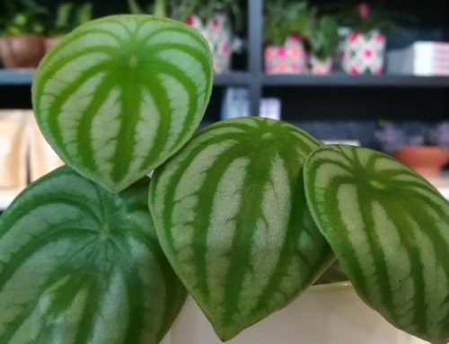 Watermelon Peperomia Care & Growing Guide