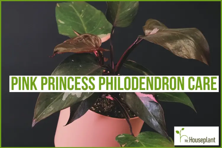 featured photo-Pink Princess Philodendron