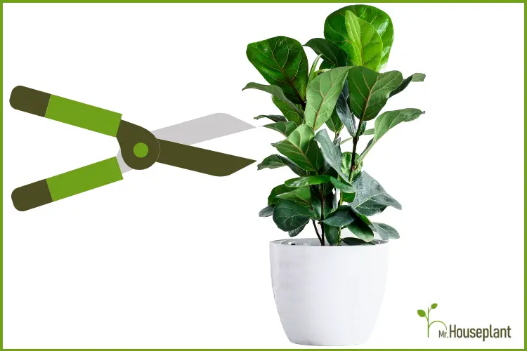 featured-pruning fiddle leaf fig