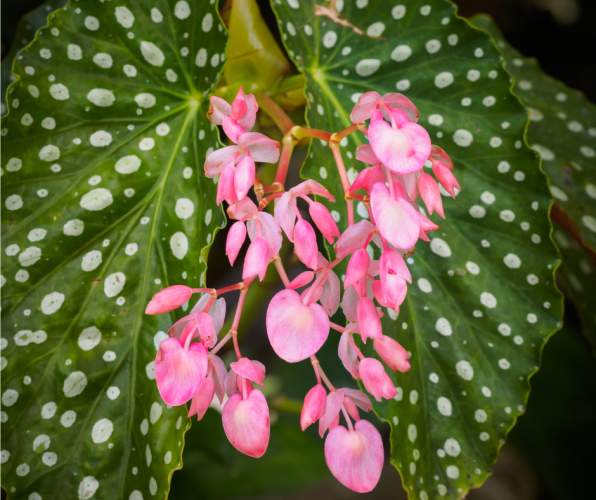 A plant with pink flowers and green leaves with white dots