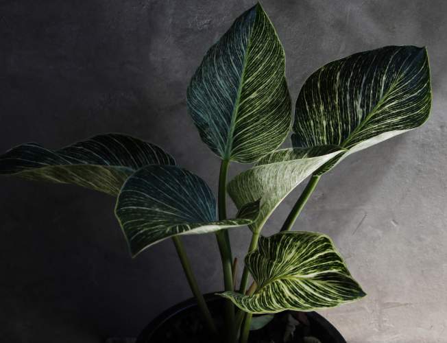 Philodendron ‘White wave’ with six variegated leaves