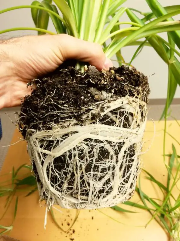 A hand is holding a root bound spider plant with massive roots and not much soil that needs a repot