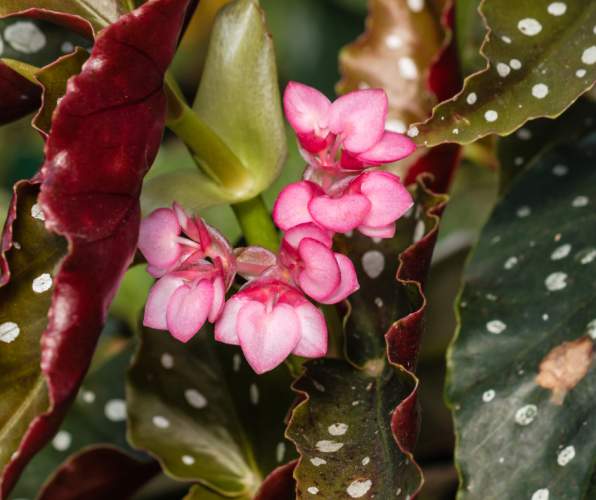 Begonia Coccinea with its variegated pink flowers and green leaves