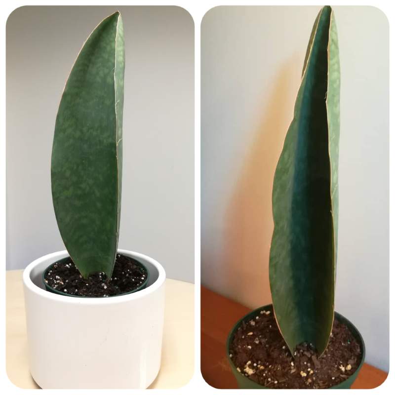 On the left is a plant in the green pot within the bigger white pot and on the right is a plant in the green pot