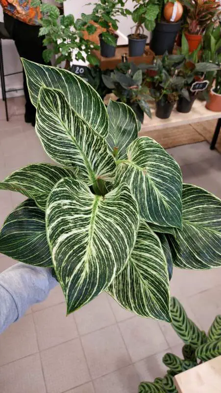 A hand holds a plant with big green variegated leaves