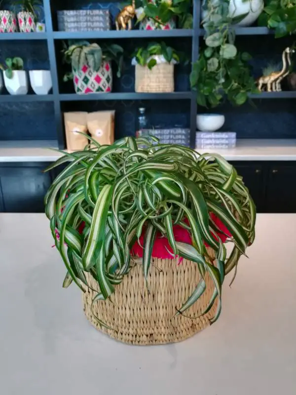 Spider Plant in the woven basket. Some brown tips are visible.