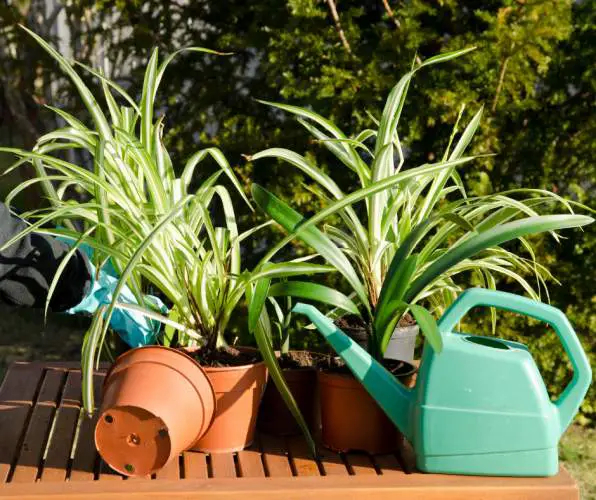 One Spider Plant is in the white pot and three are in the brown pots next to the empty brown pot and green watering can