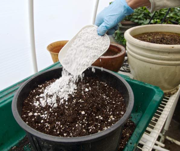 A blue-gloved hand pours Perlite with a white plastic spatula into the soil