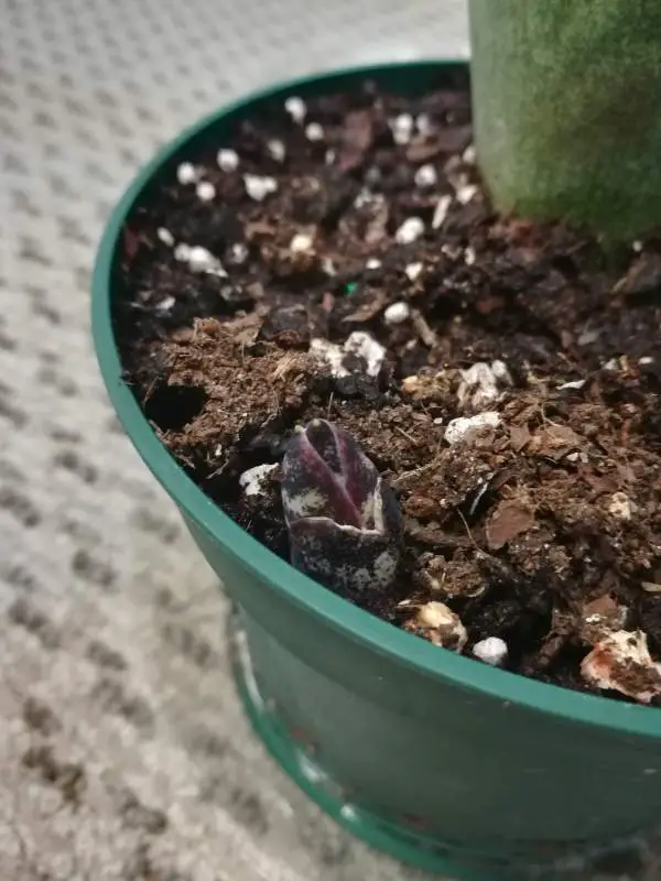 A green flower pot fulfilled with soil with perlite and bark with the plant in it