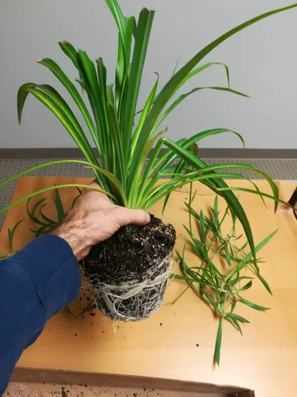 A hand is holding a plant with green leaves, baby Spider Plants and visible roots and soil