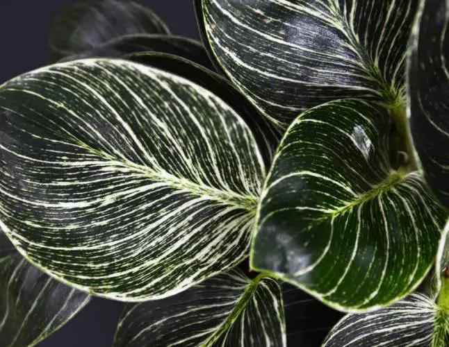 Philodendron ‘White wave’ with dark-green variegated leaves