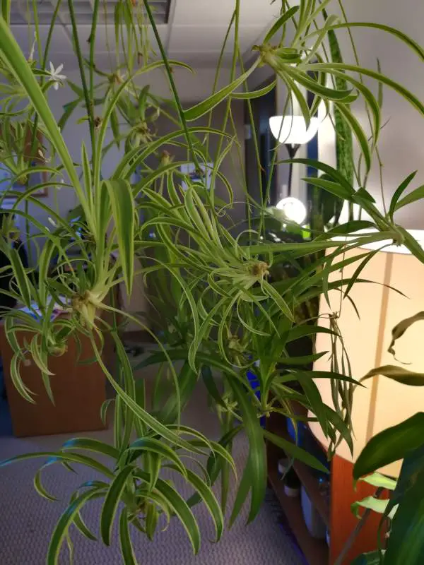 A hanging plant with green variegated leaves and its babies