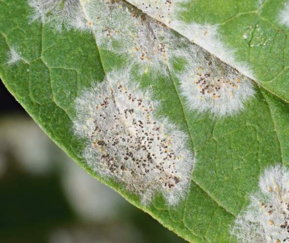 Powdery Mildew on the underside of a Angel Wing Begonia green leaf