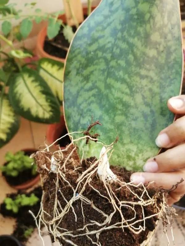 A hand is holding repotted Whale Fin with soil and roots that are visible