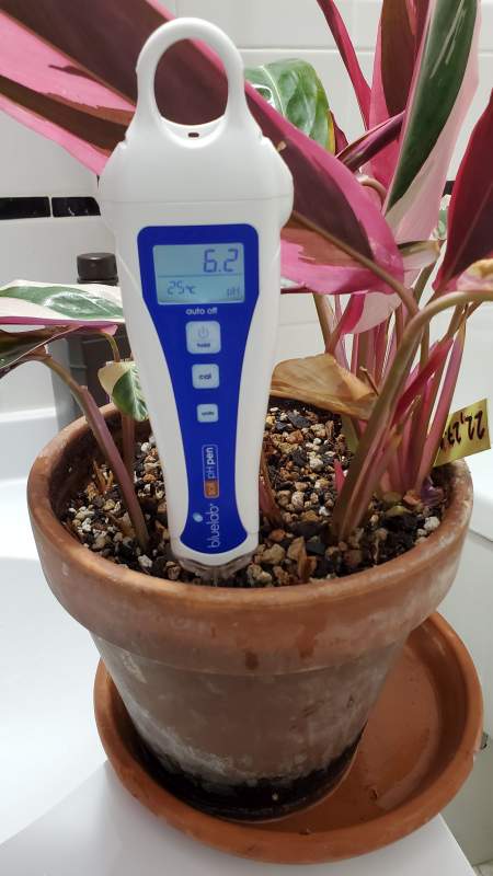 A white-blue pH meter that is showing a pH level of 6.2 and 25°C is placed in the brown flower pot
