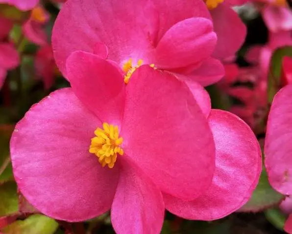 Begonia with its open pink flowers and yellow pollen