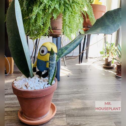 A plant with green leaves in a brown flower pot filled with white stones, with the Minion figure on the top