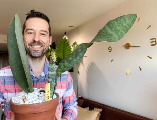 Whale Fin Snake Plant – The Ultimate Sansevieria Masoniana Expert Growing Guide
